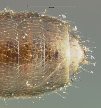 Media type: image;   Entomology 24074 Aspect: abdomen ventral view